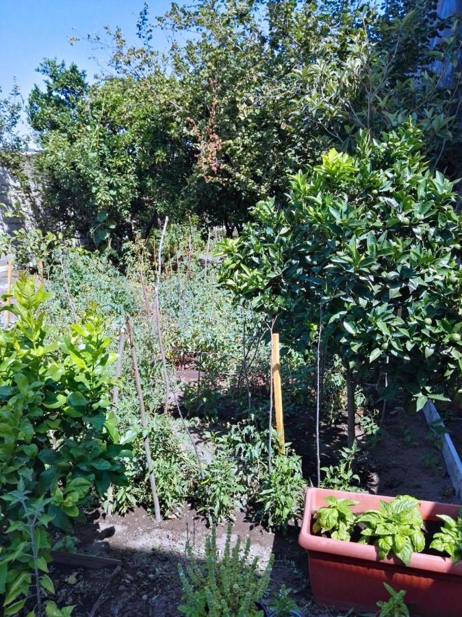 Rosa Vesuviana Bed & Breakfast Boscoreale Bagian luar foto